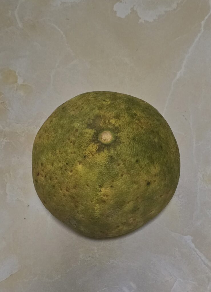 포멜로 이미지