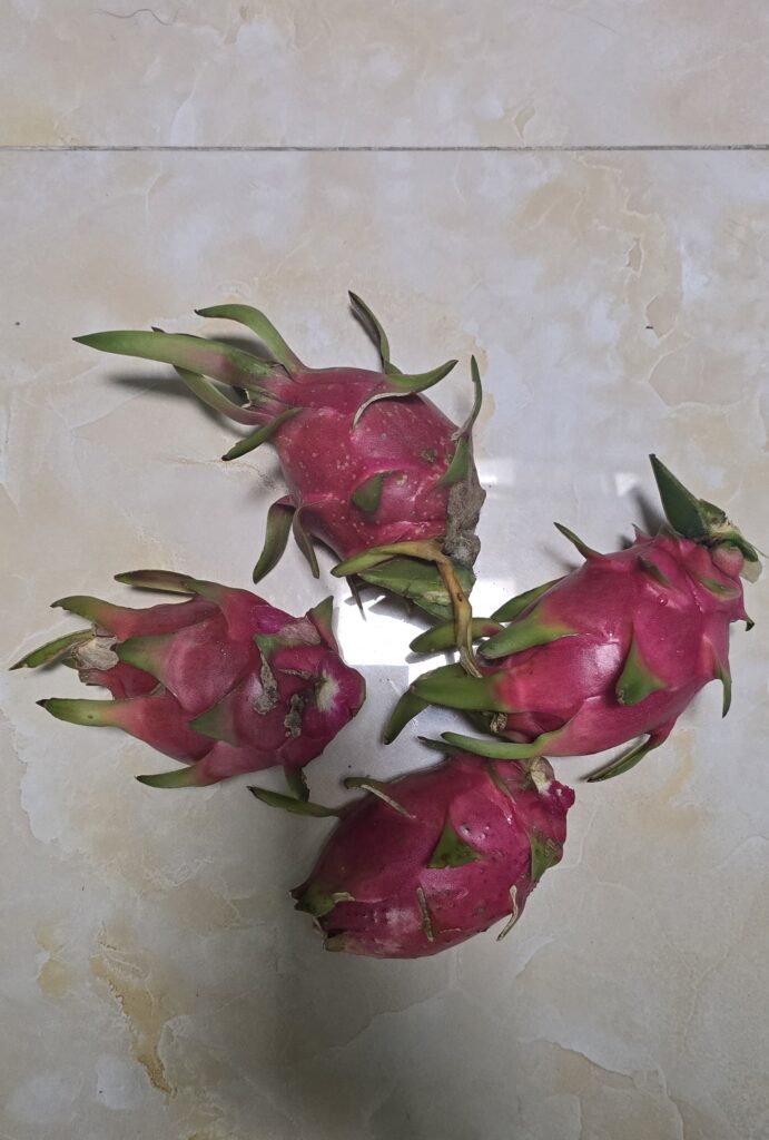 베트남 용과 이미지