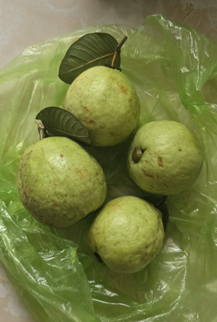 베트남 과일 구아바 이미지