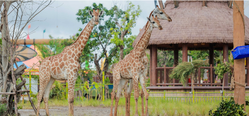 VinWonders Vũ Yên 이미지