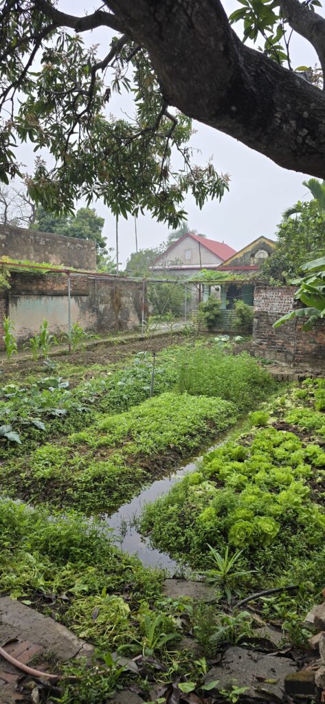 하이퐁 텃밭 가꾸기 이미지