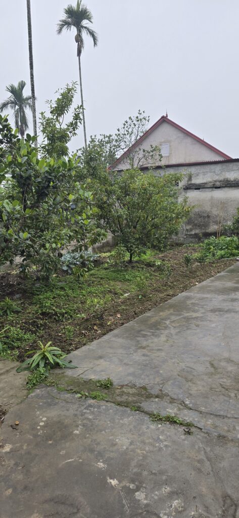 하이퐁 텃밭 가꾸기 이미지