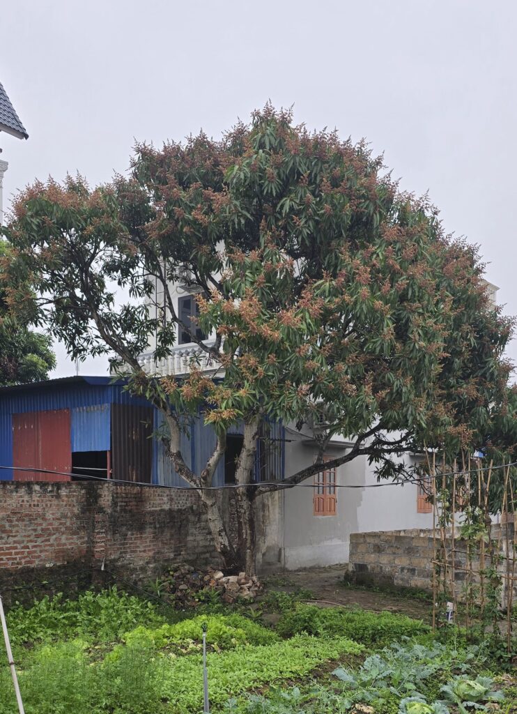 베트남 과일 망고 이미지