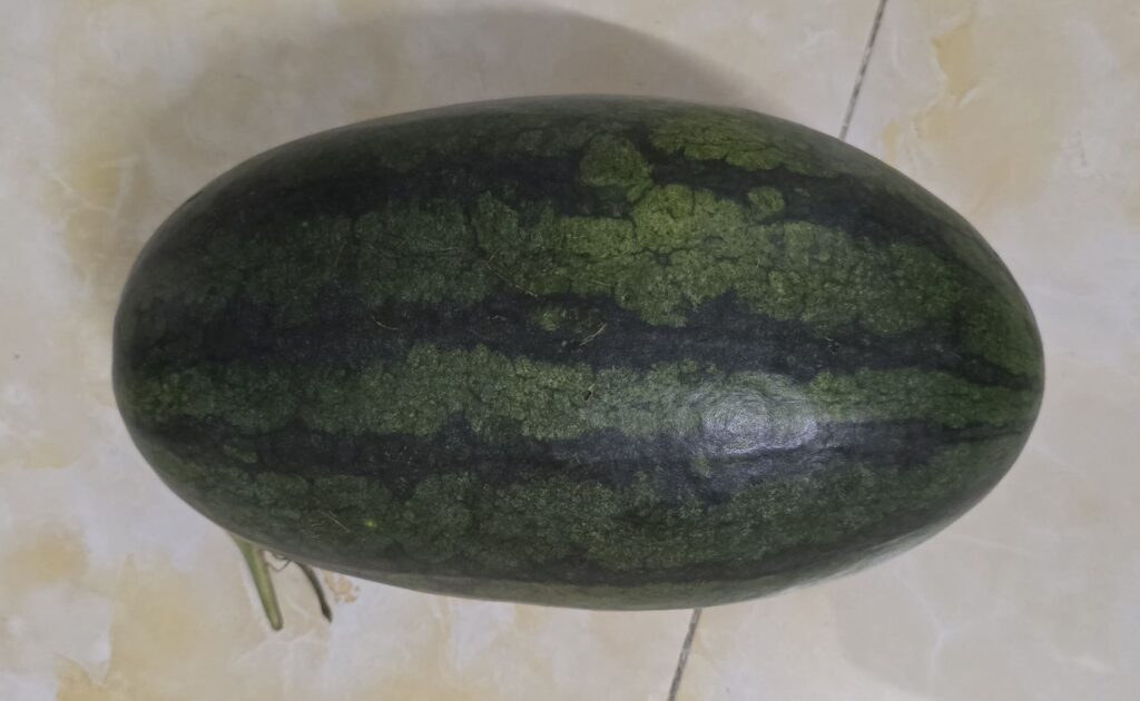 베트남 과일 수박 이미지