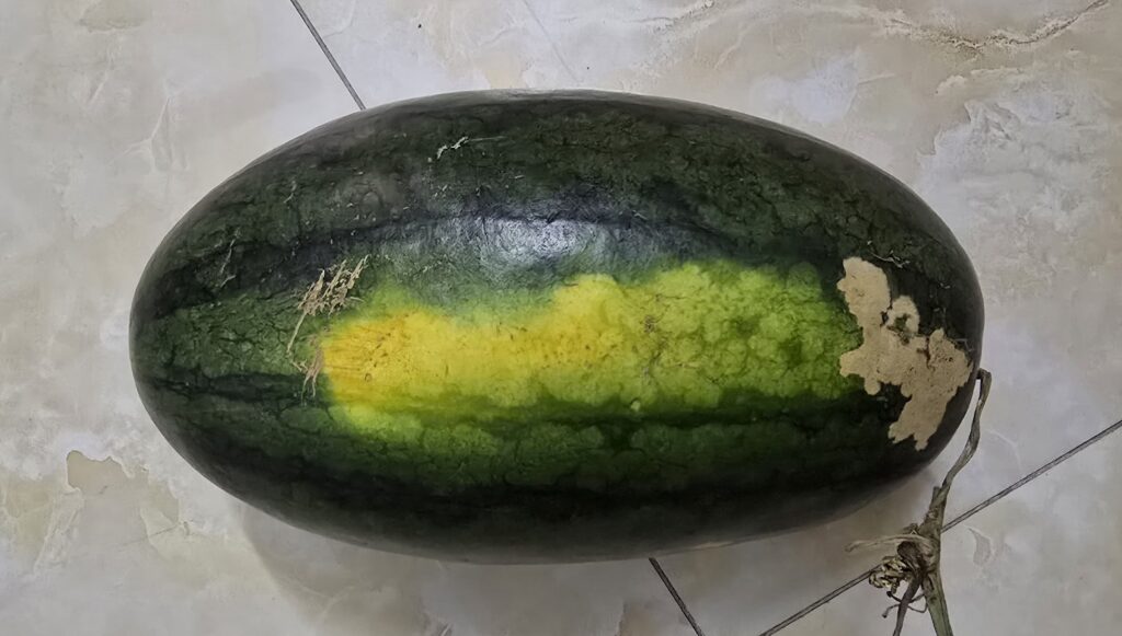 베트남 과일 수박 이미지