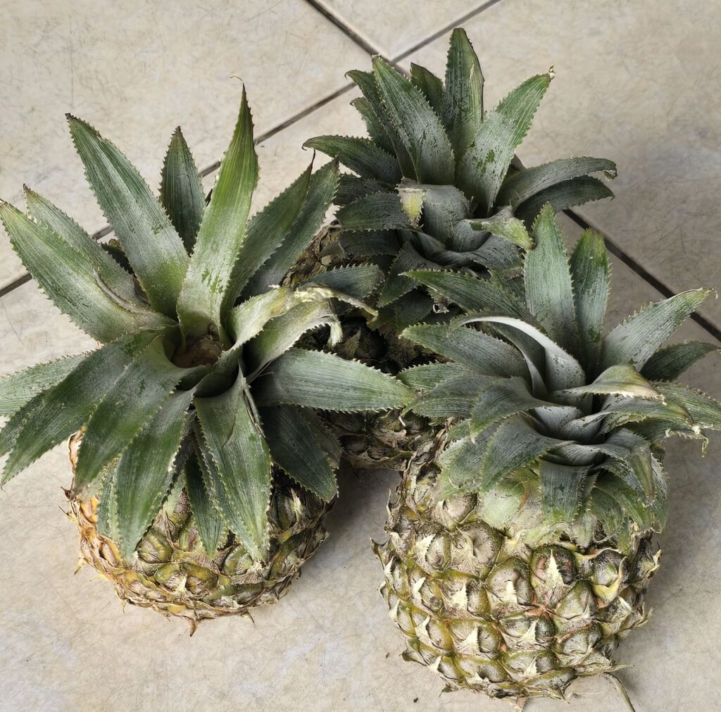 베트남 과일 파인애플 이미지