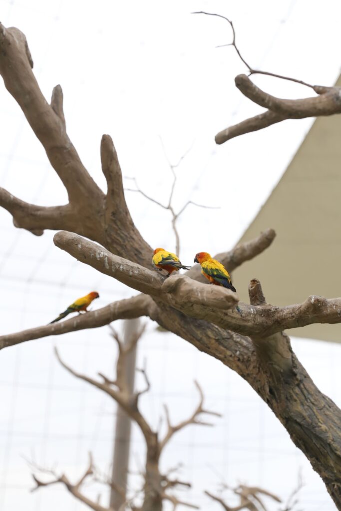 하이퐁 빈원더스 부옌 이미지