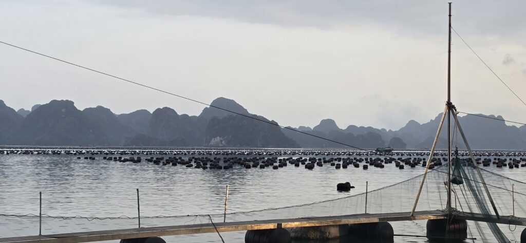 베트남 번돈 오징어 낚시 이미지