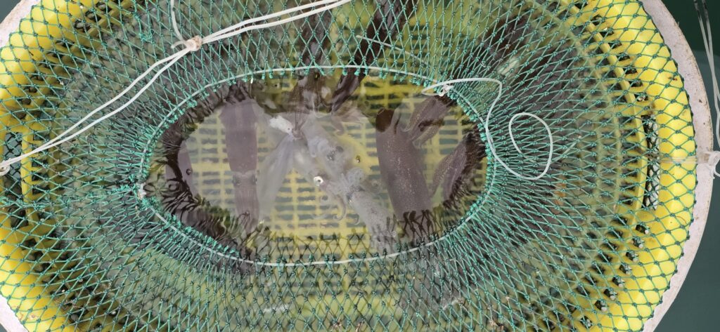 베트남 번돈 오징어 낚시 이미지